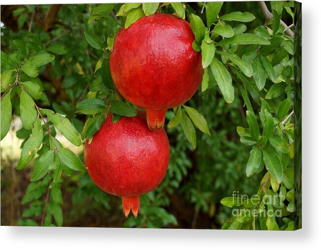 Farmer Acrylic Print featuring the photograph Pomegranates by Kerri Mortenson