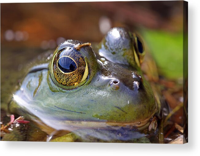 Frog Acrylic Print featuring the photograph Pond Celebrity by Juergen Roth