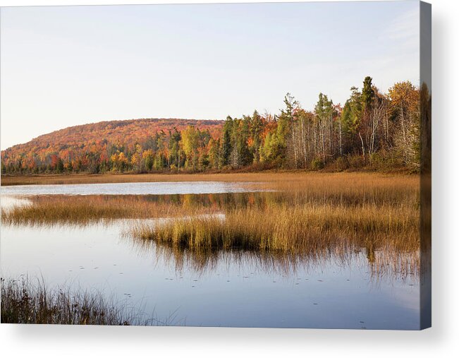 Photography Acrylic Print featuring the photograph Pond In A Forest, Alger County, Upper by Panoramic Images