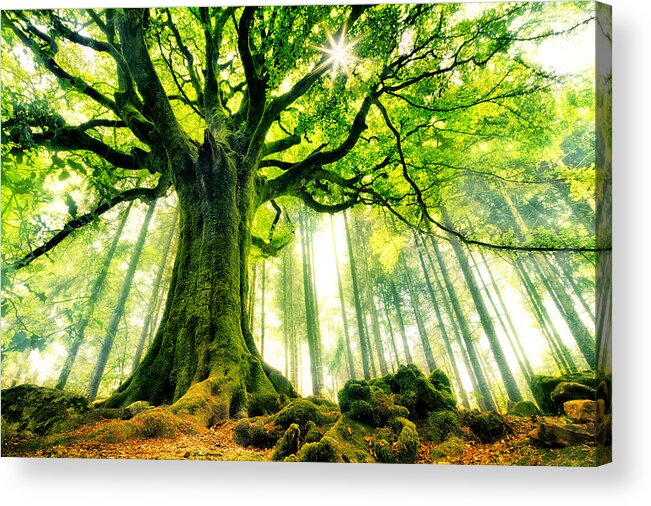 Creative Acrylic Print featuring the photograph Ponthus' Beech by Christophe Kiciak