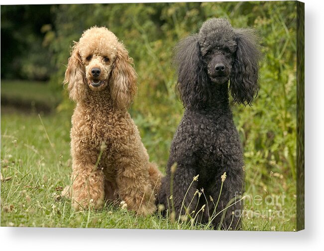 Poodle Acrylic Print featuring the photograph Poodle Dogs by Jean-Michel Labat