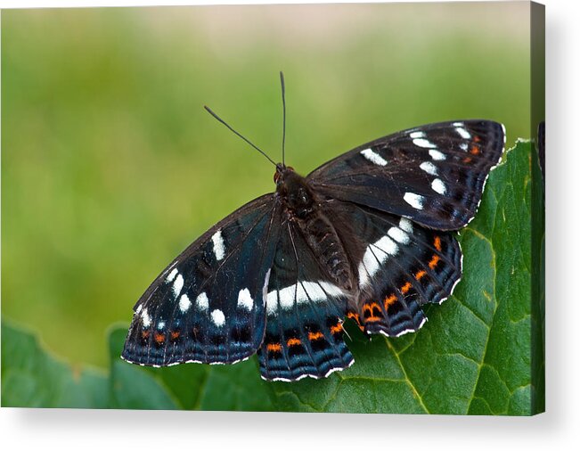 Poplar Admiral Butterfly Acrylic Print featuring the photograph Poplar Admiral by Torbjorn Swenelius