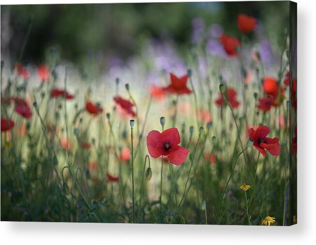 Tranquility Acrylic Print featuring the photograph Poppies In My Way by Ukke