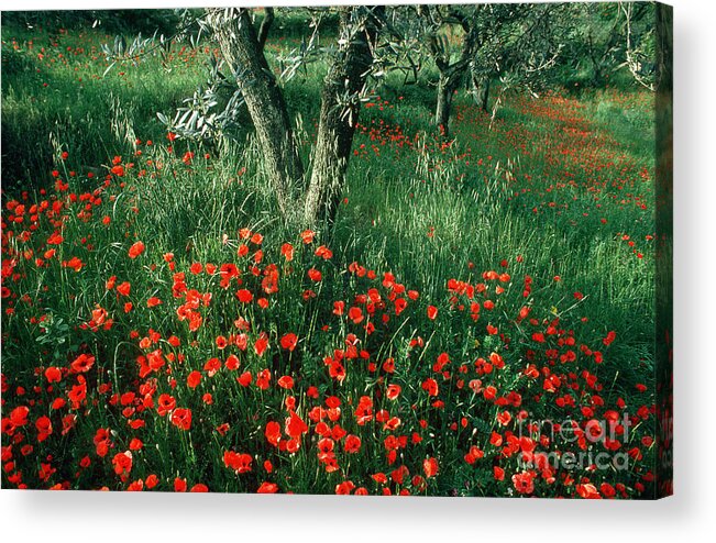 Alternative Medicine Acrylic Print featuring the photograph Poppies by James L. Amos