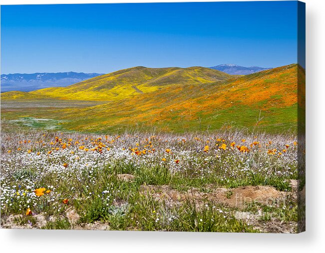 Poppies Acrylic Print featuring the photograph Poppy Fields by Richard J Thompson 