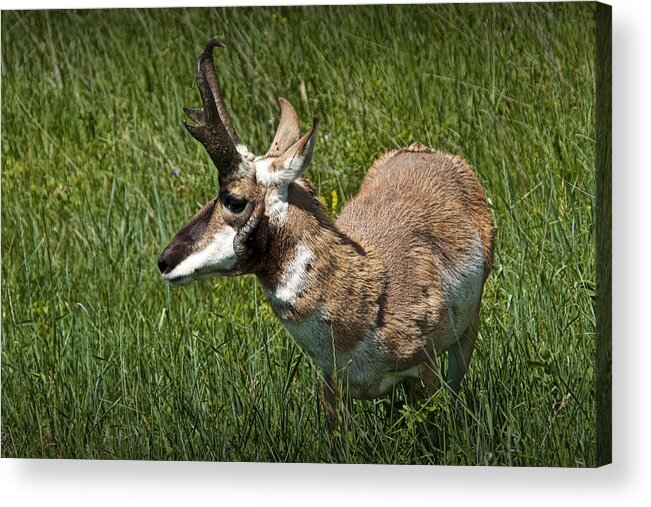 Antelope Acrylic Print featuring the photograph Portrait of a Pronghorn Antelope No. 0693 by Randall Nyhof