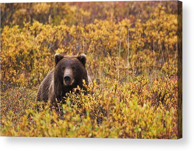 Wegener Acrylic Print featuring the photograph Portrait Of An Adult Brown Bear Amongst by Lynn Wegener