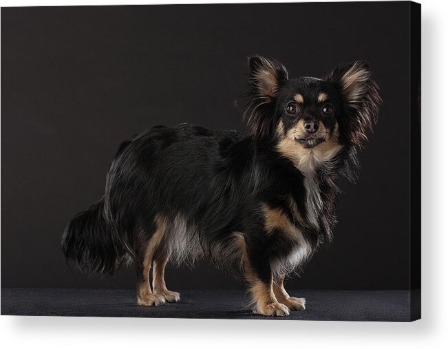 Pets Acrylic Print featuring the photograph Portrait Of Chihuahua Standing, Side by Compassionate Eye Foundation/david Leahy