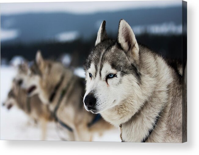 Working Animals Acrylic Print featuring the photograph Portrait Of Siberian Husky Sled Dogs by Adam Kokot