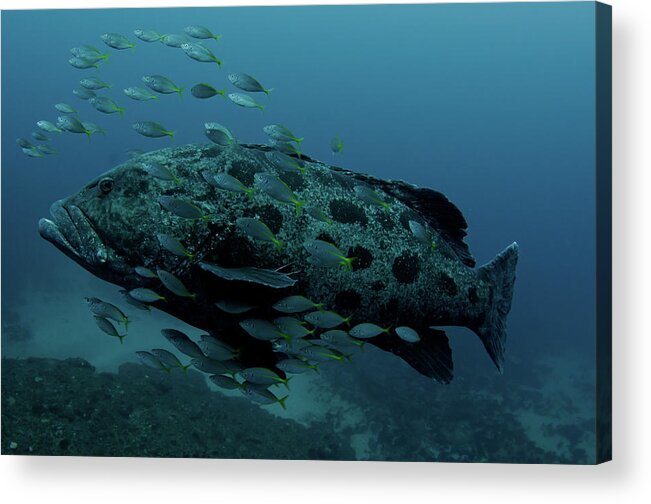 Underwater Acrylic Print featuring the photograph Potato Wrasse, South Africa by Joost Van Uffelen