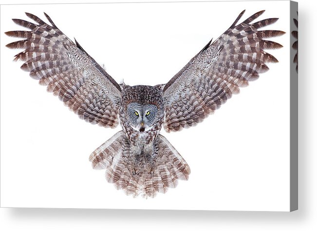 Owl Acrylic Print featuring the photograph Power - Great Grey Owl by Jim Cumming