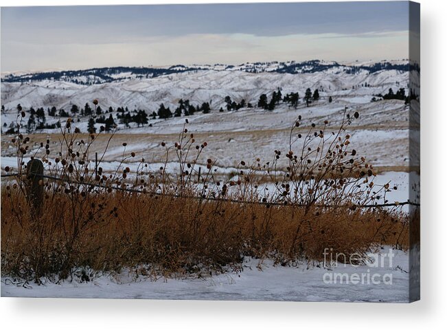 Snow Acrylic Print featuring the photograph Prairie Snow by Linda Shafer