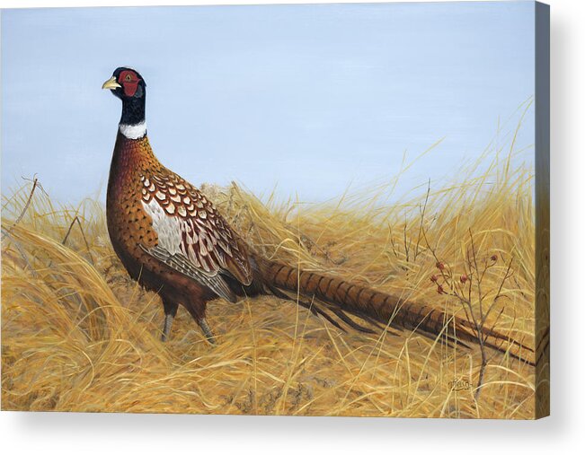 Ring-necked Pheasant Acrylic Print featuring the painting Prairie Splendor by Tammy Taylor