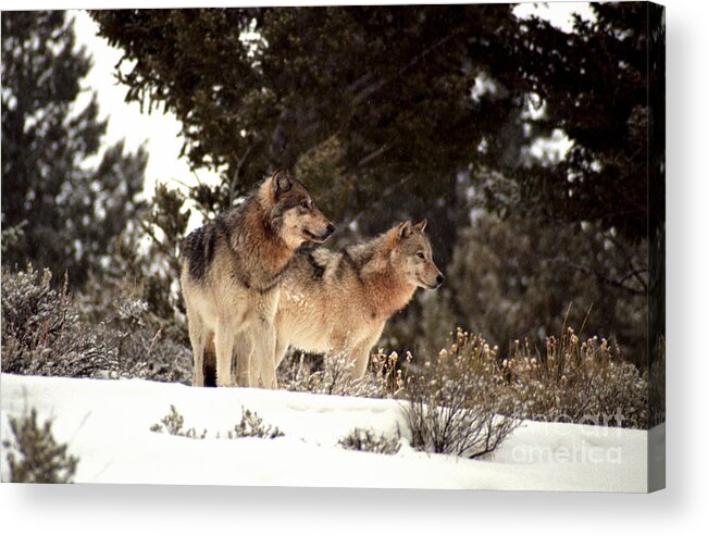 Wolves Acrylic Print featuring the photograph Predators by Sharon Elliott