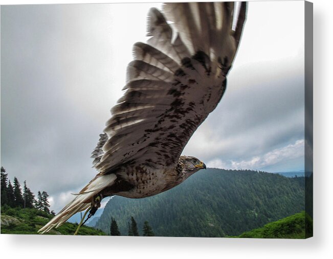 Animal Themes Acrylic Print featuring the photograph Predatory Bird In Flight by Tdubphoto