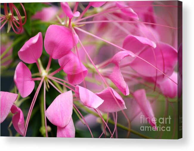 Pink Flowers Acrylic Print featuring the photograph Pretty in pink by Deena Withycombe