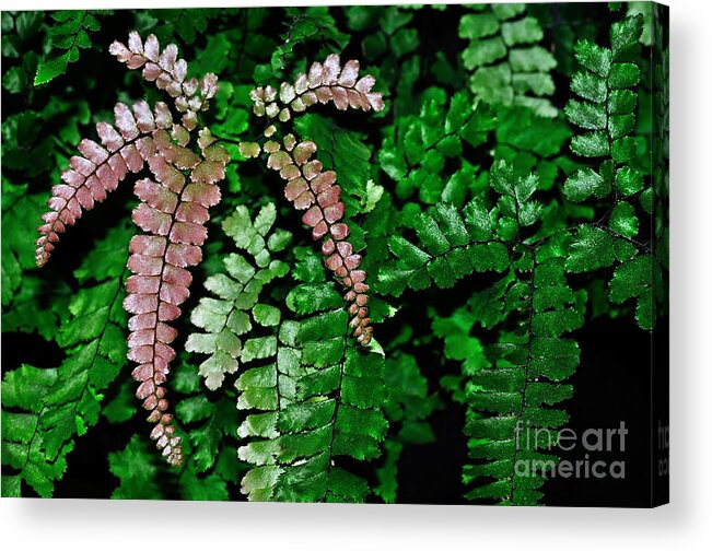 Photography Acrylic Print featuring the photograph Pretty Pink Fern Frond by Kaye Menner