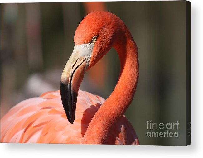 Flamingo Acrylic Print featuring the photograph Pretty Pose by Jayne Carney