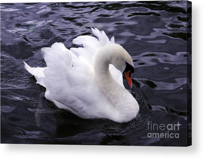 Swan Acrylic Print featuring the photograph Pretty Swan by Jeremy Hayden