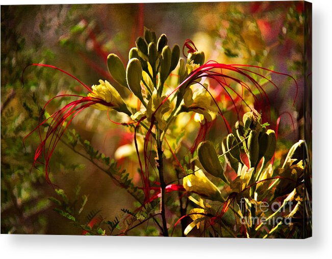 Az Acrylic Print featuring the photograph Pride of Barbados by Lana Trussell