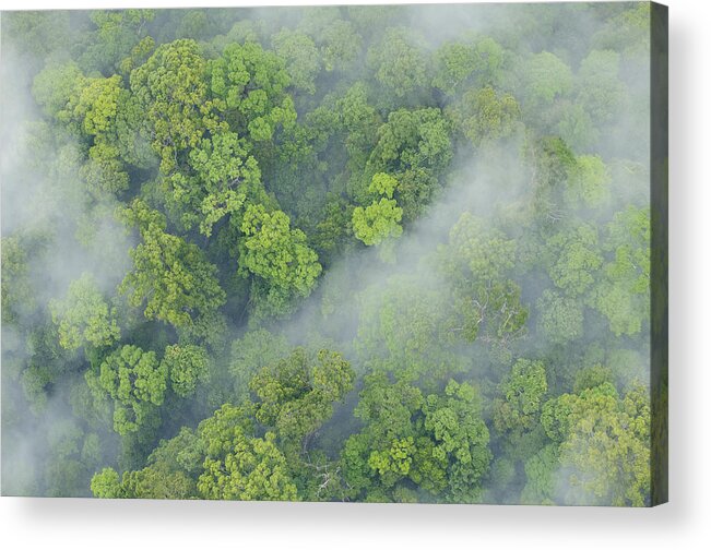 Feb0514 Acrylic Print featuring the photograph Primary Rainforest Sabah Borneo by Ch'ien Lee