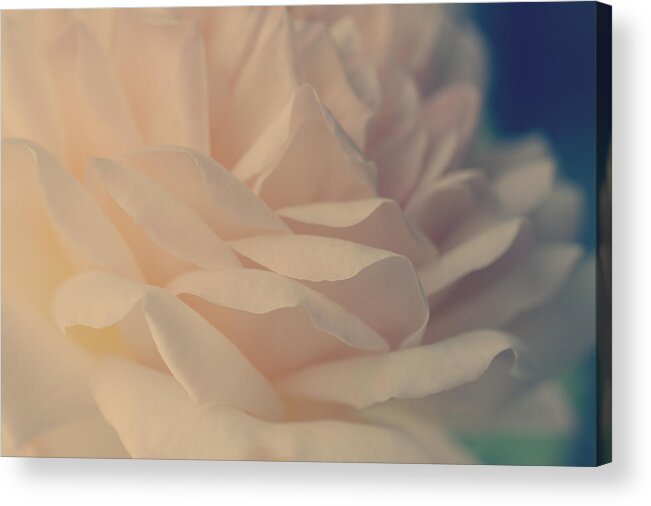 Creamy White Rose Acrylic Print featuring the photograph Promess of Today by The Art Of Marilyn Ridoutt-Greene