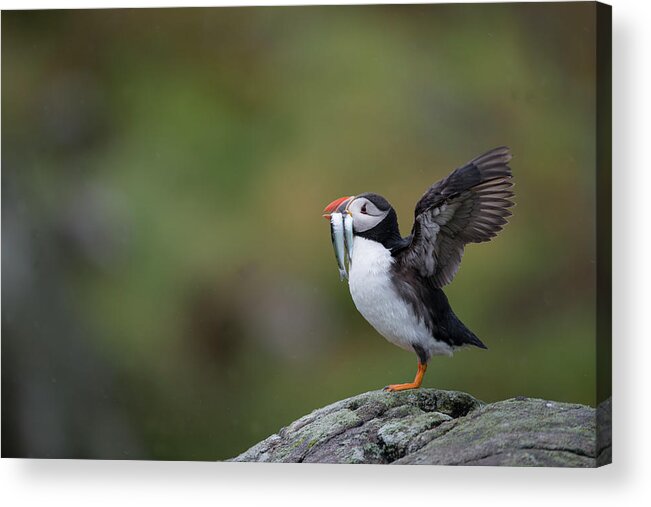 Care Acrylic Print featuring the photograph Puffin Carrying Sandeels, Isle Of May Uk by Mike Powles