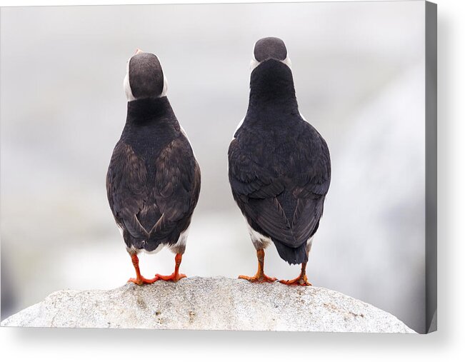Puffins Acrylic Print featuring the photograph Puffin Philosophers by Brent L Ander