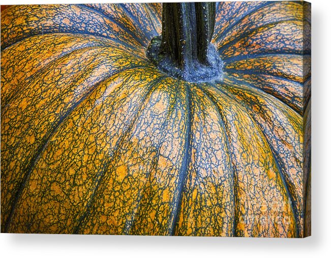 Pumpkin Acrylic Print featuring the photograph Pumpkin Pumpkin by James BO Insogna