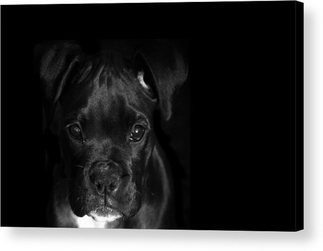 Puppy Acrylic Print featuring the photograph Puppy Eyes by Stephanie McDowell