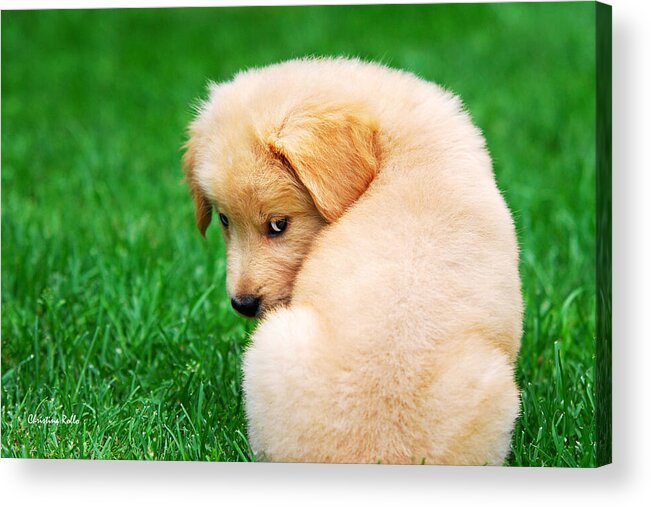 Golden Retriever Acrylic Print featuring the photograph Puppy Love by Christina Rollo