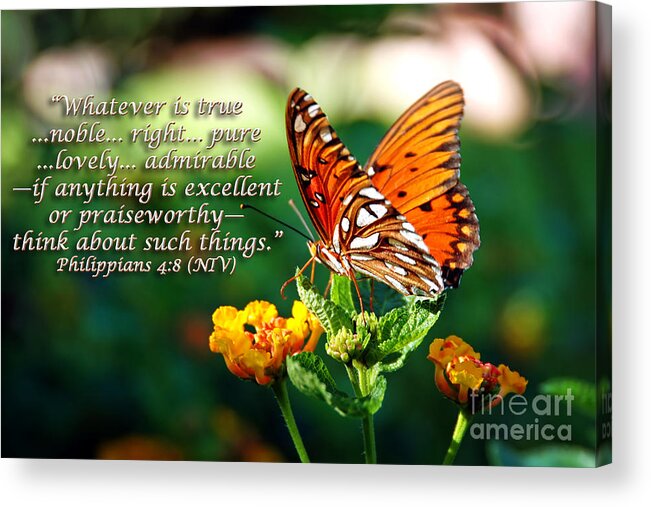 Butterfly Acrylic Print featuring the photograph Pure and Lovely by Lincoln Rogers