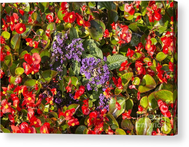 Yountville Napa Valley California Flower Flowers Leaves Bloom Blooms Plant Plants Red Purple Acrylic Print featuring the photograph Purple and Reds by Bob Phillips