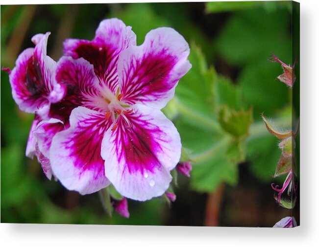 Flower Acrylic Print featuring the photograph Purple and White Flowers by Amy Fose
