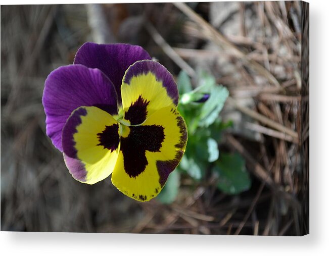 Pansy Acrylic Print featuring the photograph Purple and Yellow Pansy by Tara Potts