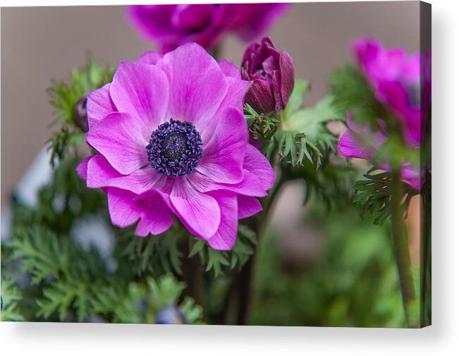 Flower Acrylic Print featuring the photograph Purple Anemone. Flowers of Holland by Jenny Rainbow