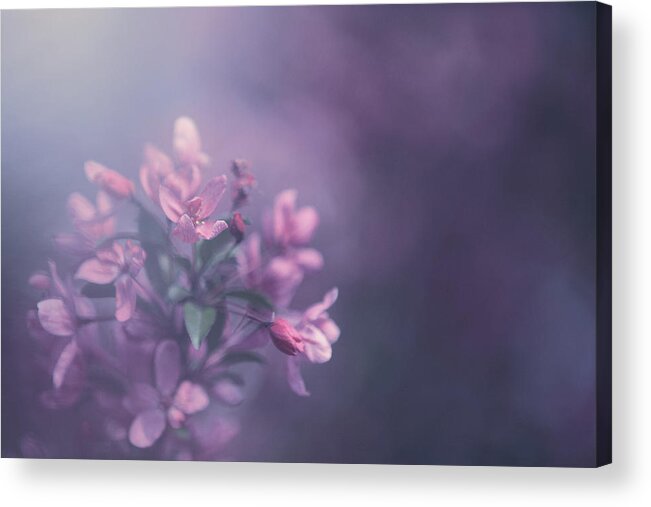 Purple Acrylic Print featuring the photograph Purple by Carrie Ann Grippo-Pike