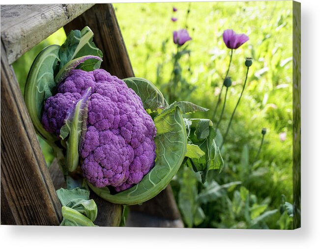 Nobody Acrylic Print featuring the photograph Purple Cauliflower by Aberration Films Ltd
