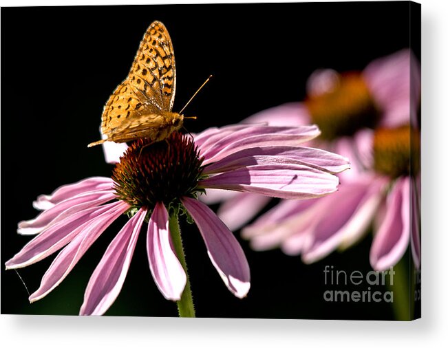 Butterfly Acrylic Print featuring the photograph Purple Cone flowers and Friend by Cheryl Baxter