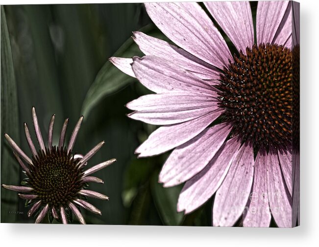 Purple Acrylic Print featuring the photograph Purple Coneflower Imperfection by Lesa Fine