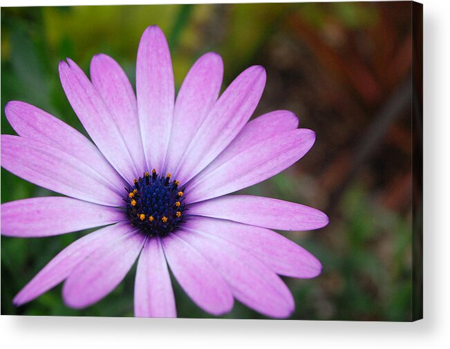 Flower Acrylic Print featuring the photograph Purple Daisy by Amy Fose