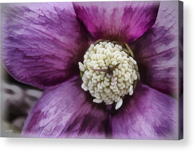 Purple Acrylic Print featuring the photograph Purple Hellebore by Jaki Miller
