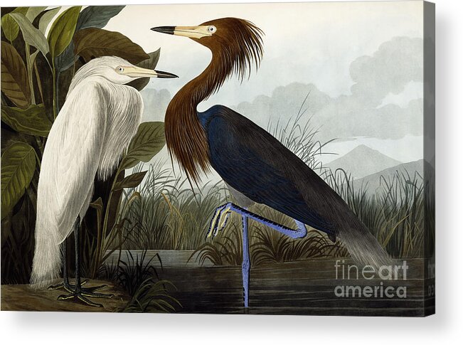 Heron Acrylic Print featuring the painting Purple Heron by John James Audubon