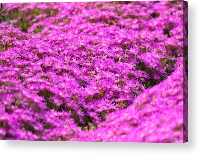 Purple Noon-flower Acrylic Print featuring the photograph Purple Hills by Amy Gallagher