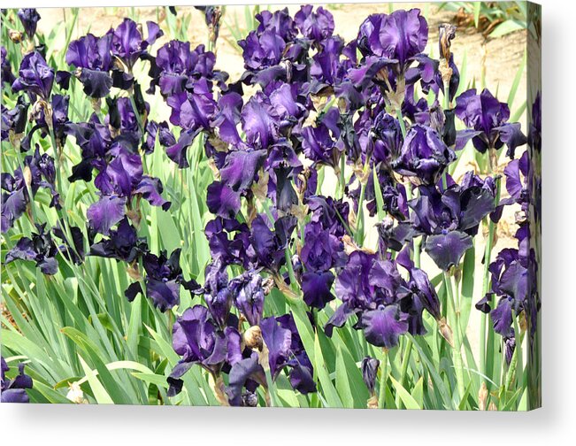 Purple Flower Photography Acrylic Print featuring the photograph Purple Iris by Diane Lent