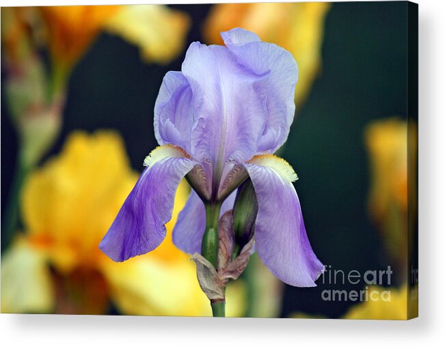 Flower Acrylic Print featuring the photograph Purple Iris by Karen Adams