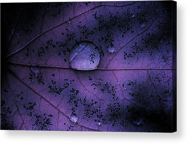 Purple Acrylic Print featuring the photograph Purple Leaf With Water Drop by Martin Hardman