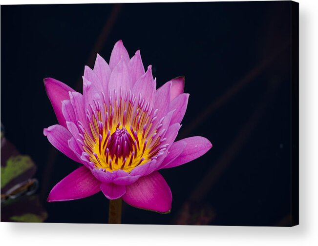 Flower Acrylic Print featuring the photograph Purple Lotus Flower by Jim Shackett