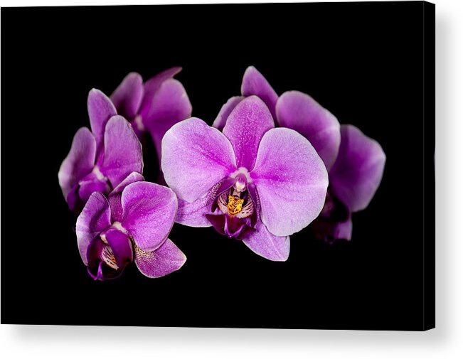 Orchids Acrylic Print featuring the photograph Purple Orchids by Len Romanick