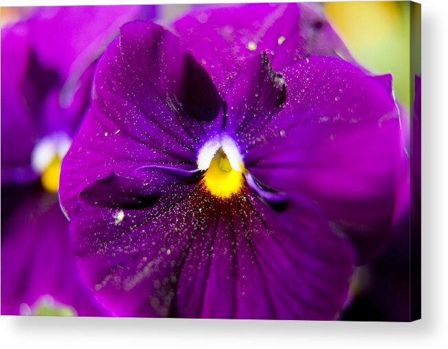 Pansy Acrylic Print featuring the photograph Purple Pansy by Keith Thomson